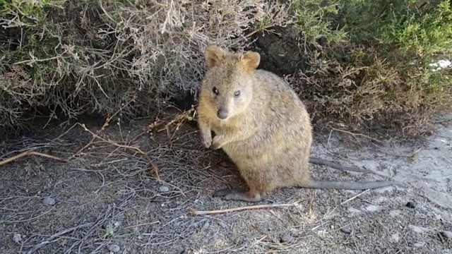 短尾矮袋鼠Rottnest岛