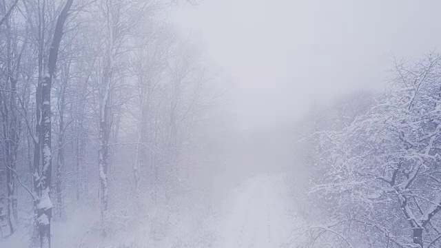 被雪覆盖的树