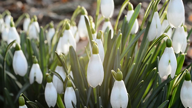 雪花莲床，实时封锁
