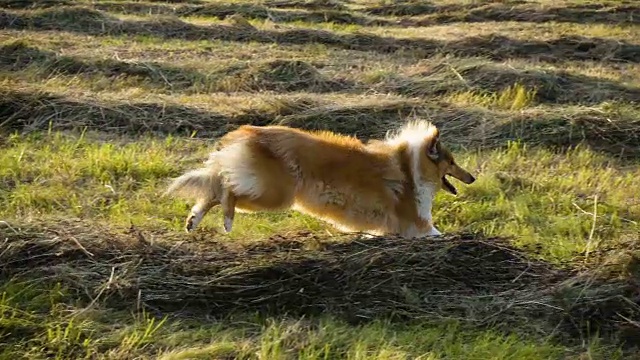 柯利犬在绿地上奔跑，慢镜头