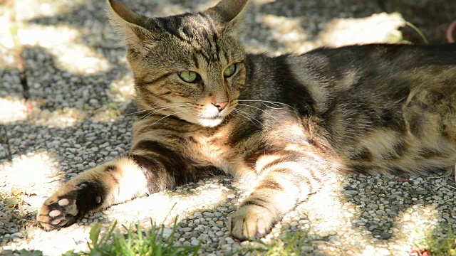 猫在花园里休息，实时的，没有声音，没有摄像机运动