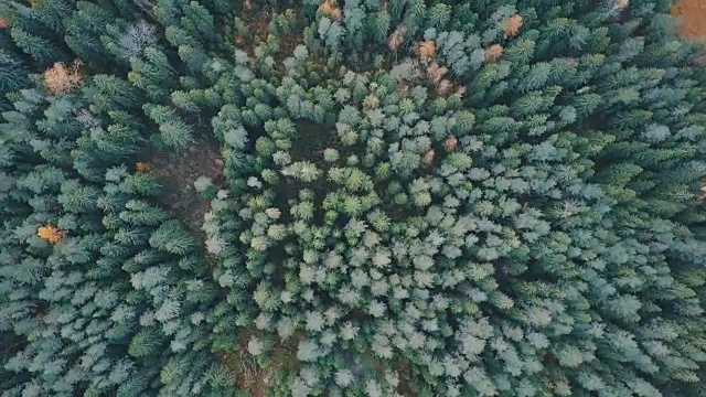 飞离树梢。无人机在秋天的森林上空飞得更高