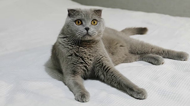 一只严肃的苏格兰折耳猫躺在卧室的白色床上。