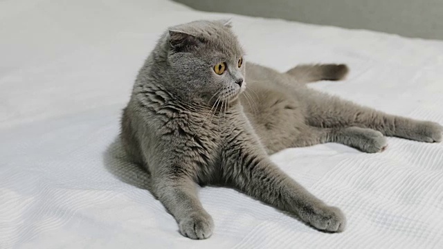 详情图-一只严肃的苏格兰折耳猫躺在卧室的白色床上。
