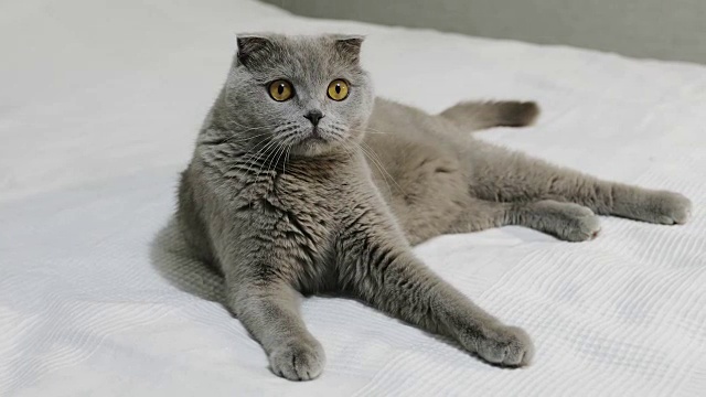 详情图-一只严肃的苏格兰折耳猫躺在卧室的白色床上。