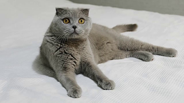 详情图-一只严肃的苏格兰折耳猫躺在卧室的白色床上。