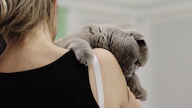 一只漂亮的苏格兰折耳猫坐在一个女孩的怀里。