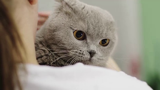 特写苏格兰折叠猫坐在一个女人的胳膊上。