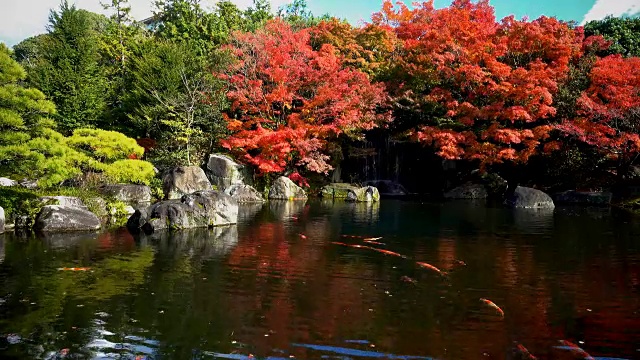 锦鲤在日本花园游泳