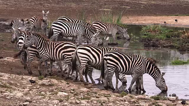 詳情圖-格蘭特斑馬，波切利波米馬，水坑小組，肯尼亞內(nèi)羅畢公園，實時4K