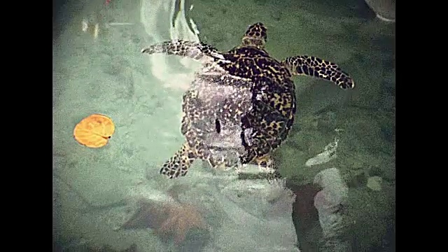 迈阿密海滩海龟