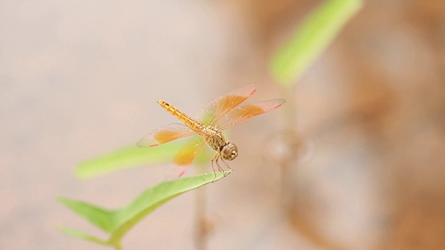 蜻蜓在户外的牵牛花池里