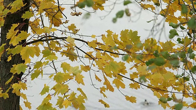 秋河水鸟鸟