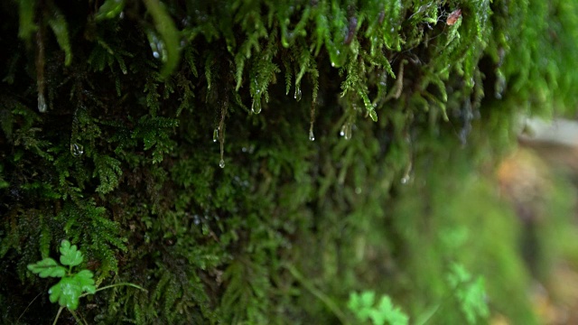 水滴顺着生长在岩石边上的苔藓流下。青苔与水滴相辉映