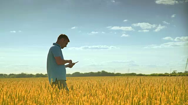 农业企业工人在收获地里触摸ipad。在小麦中使用药片的人