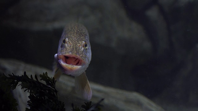 水下梭鱼