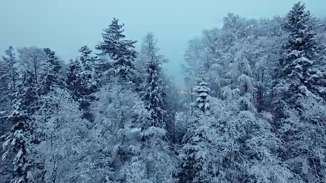 用被雪覆盖的冷杉树建立冬季景观的拍摄