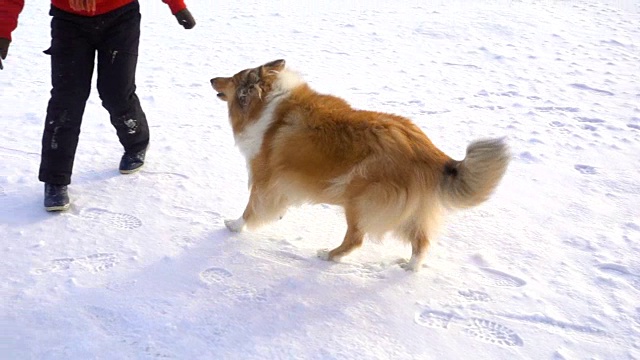 牧羊犬在雪地上跑向穿着红色外套的女孩