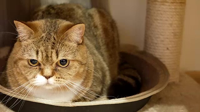 虎斑猫在家里看和玩的动作