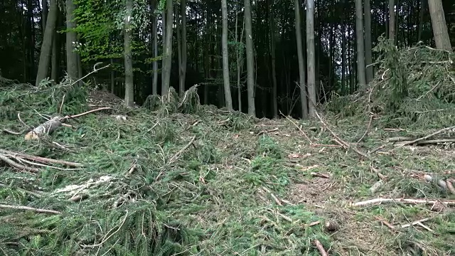 猛烈的飓风过后，针叶林中的树木被刮倒。暴风雨后倒下的树。