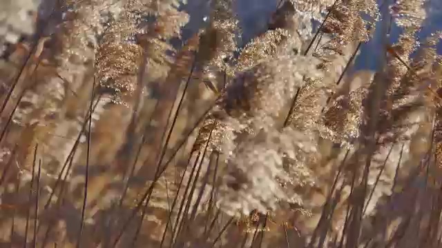 里德对日落有选择的焦点