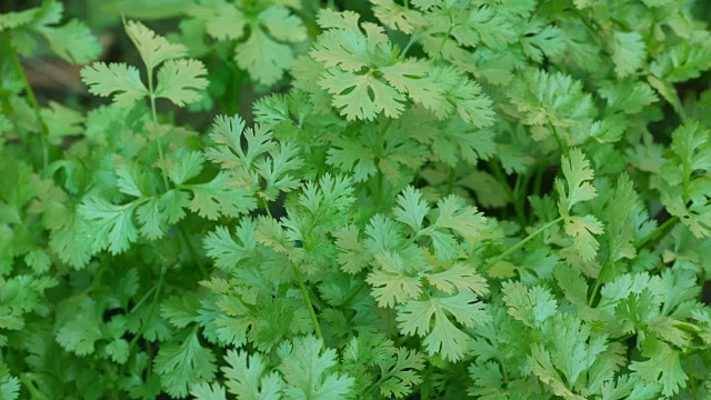 香菜随风摇摆