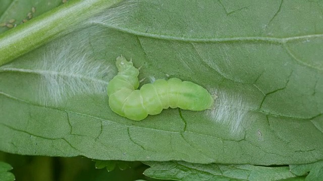 绿色的蝴蝶虫在蔬菜上移动