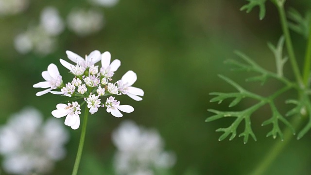 香菜花随风摇曳