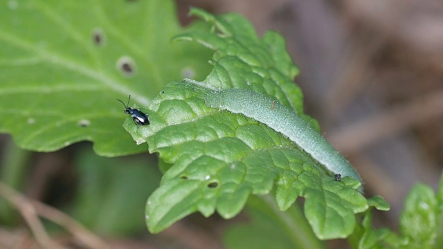 花园里蔬菜上的害虫