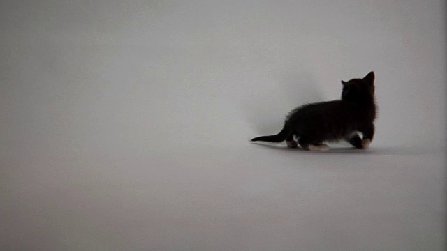 被可爱的小猫