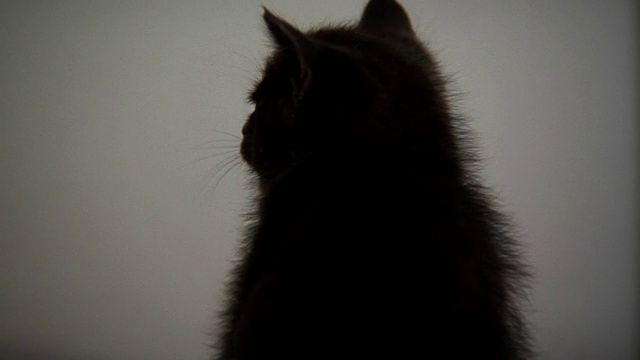 被可爱的小猫