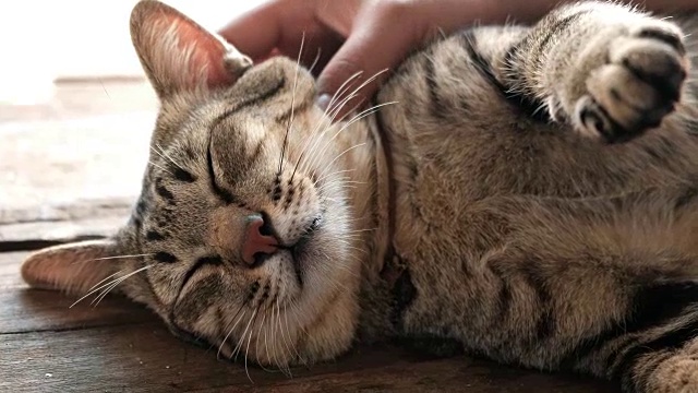 可爱的猫