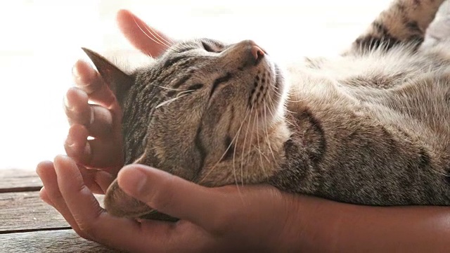 可爱的猫