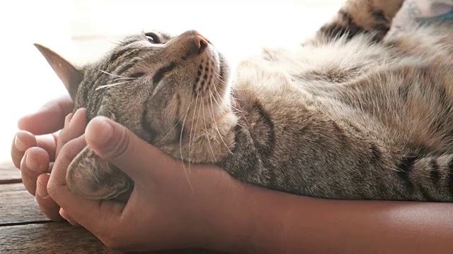 详情图-可爱的猫