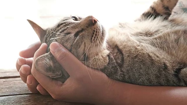 详情图-可爱的猫