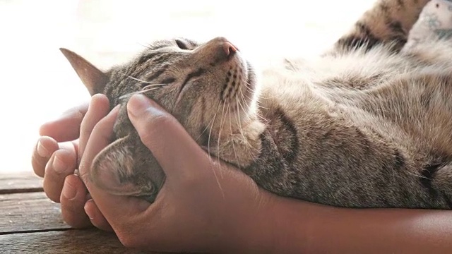 详情图-可爱的猫