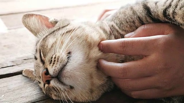 可爱的猫