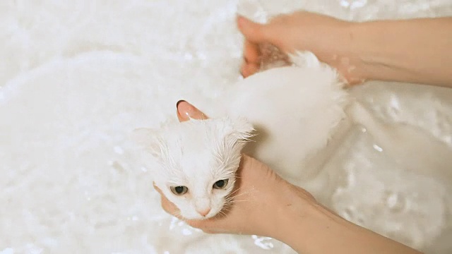 详情图-白色垂耳小猫在浴室里洗