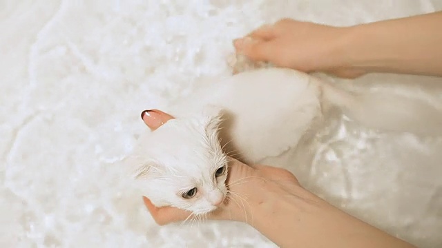 详情图-白色垂耳小猫在浴室里洗