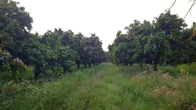 泰国芒果农场
