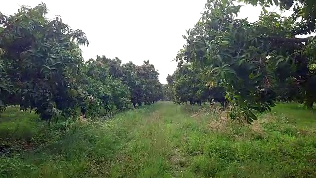 泰国芒果农场