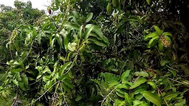 泰国芒果农场