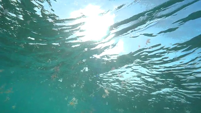 慢镜头水下海藻漂浮在水晶般阳光照耀下的海洋表面