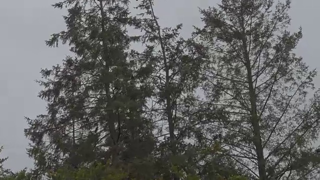 S的阴沉天空下，黑乌鸦在树间飞翔