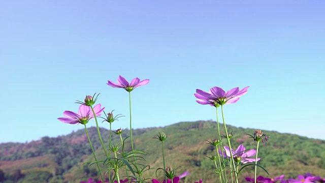 春天，大自然中粉红色的宇宙花