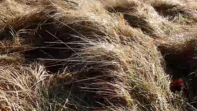 风吹在山间草地上