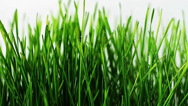 詳情圖-用噴霧器向小麥胚芽噴水