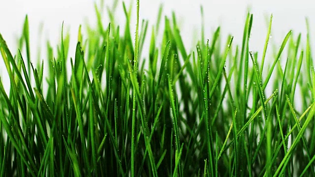 詳情圖-用噴霧器向小麥胚芽噴水
