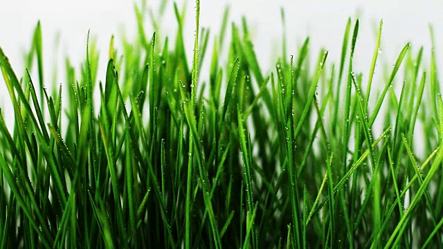 詳情圖-用噴霧器向小麥胚芽噴水