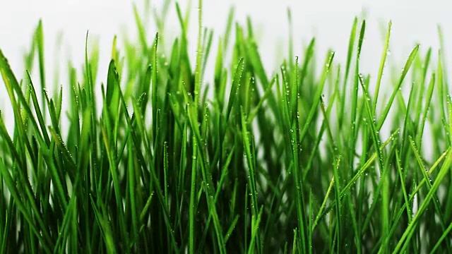 詳情圖-用噴霧器向小麥胚芽噴水